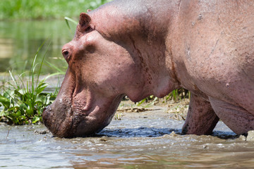 Hippos in Murchison Falls N.P. - Uganda