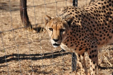Cheetah looking at you