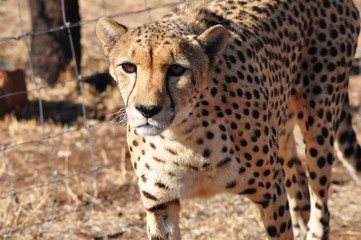 Cheetah looking at you