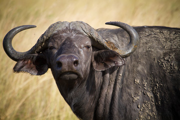 Buffalo in Murchison Falls N.P. - Uganda