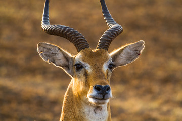 Antelope in Queen Elizabeth N.P. - Uganda