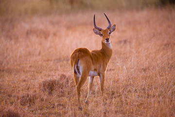 Naklejka na ściany i meble Antelope in Queen Elizabeth N.P. - Uganda
