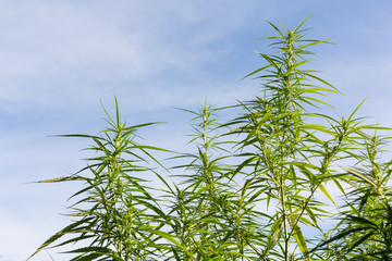 Cannabis High Quality. Marijuana. Hemp. Cannabis,Marijuana Bud on Canopy of Indoor Cannabis Plants with Flat Vintage Style.