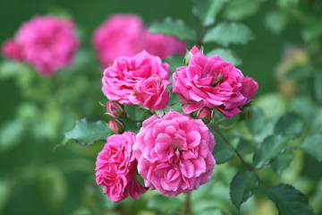 Biene bestäubt Rosen