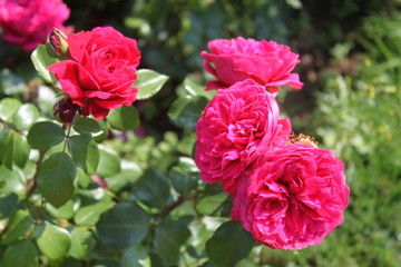 pinke Rosen im Sommer