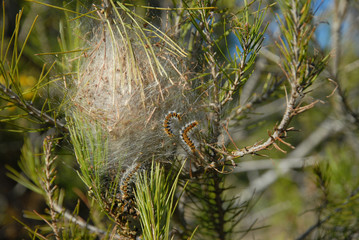 Obraz premium sosnowy procesjonista