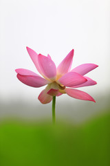 Naklejka premium Blooming lotus