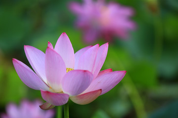 Obraz premium Blooming lotus