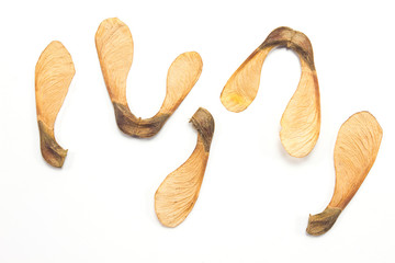 Maple tree seeds isolated on white background