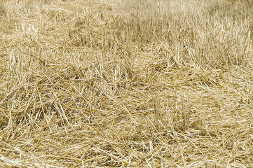 Stubble and straw residues in harvested wheat fields.Terrestrial climate and harvested wheat fields


