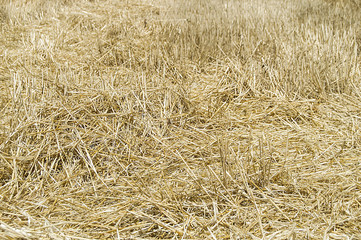 Stubble and straw residues in harvested wheat fields.Terrestrial climate and harvested wheat fields


