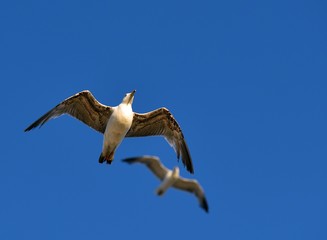 European herring gull