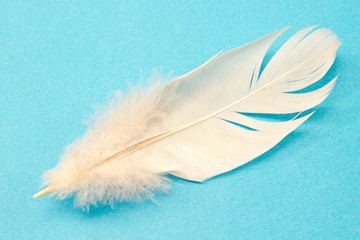 White feather isolated on blue background