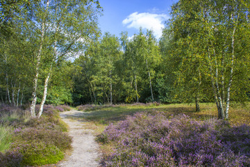 Heathland in National Park Maasduinen in the Netherlands