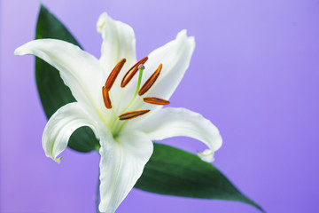 single white lily flower 