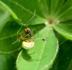 flower crab spider