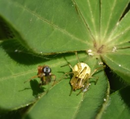 Naklejka premium flower crab spider