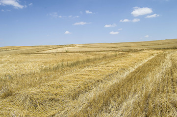Stubble and straw residues in harvested wheat fields.Terrestrial climate and harvested wheat fields


