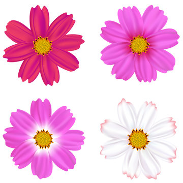 flower of cosmos. Isolated flowers. Mesh. Vector illustration. Bright inflorescences.