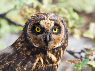 Galapagos Owl