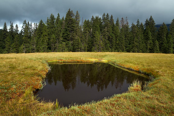 Peat bog in Romania