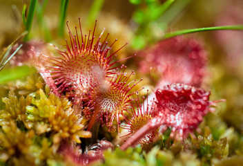 Sundew carnivorous plant