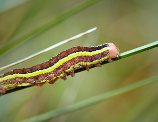 Colorful caterpillar