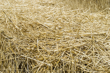 Stubble and straw residues in harvested wheat fields.Terrestrial climate and harvested wheat fields


