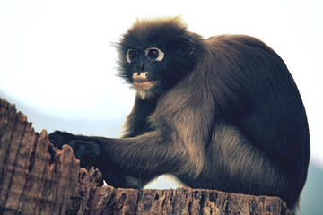 close up full body of dusky leaf monkey on tree stump