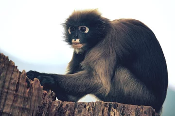 Blackout roller blinds Monkey close up full body of dusky leaf monkey on tree stump