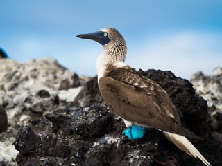 Blue footed booby
