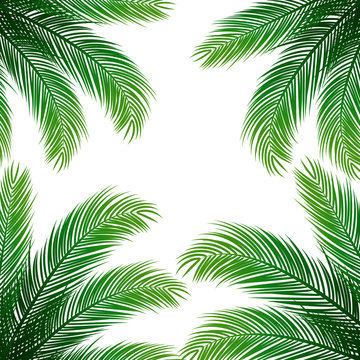 Palm Leaves on White Background | Holiday Vector Design