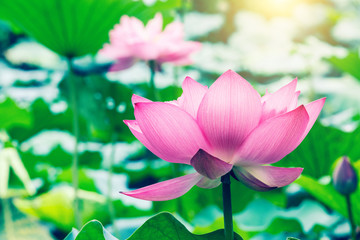 Beautiful lotus blooming in the pond natural landscape