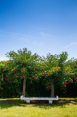 Obraz premium Bench in the park, Jogashima park, Miura, Japan