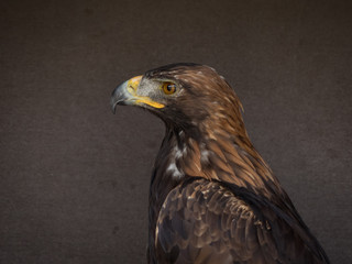portrait of an eagle