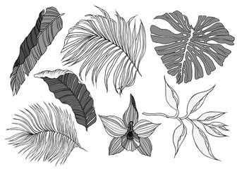 Tropical Jungle Leaves Illustration