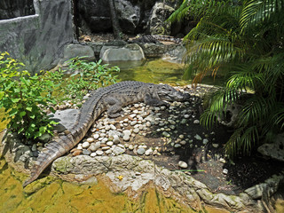 Crocodile Sunbathing near The Pond, Clipping Path