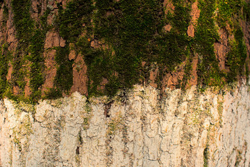 Texture of tree trunk with moss and white paint