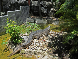 Crocodile Sunbathing near The Pond, Clipping Path