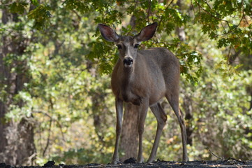 Fototapeta premium Yosemite Wildlife