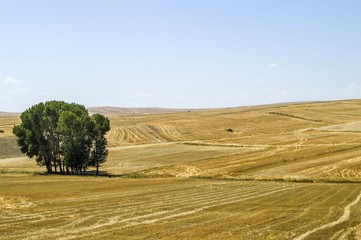 Fototapeta na wymiar stubble and straw residues on harvested wheat fields have been Terrestrial climate and harvested wheat fields
