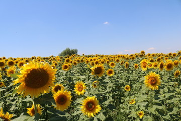 Obraz premium Field with sunflowers