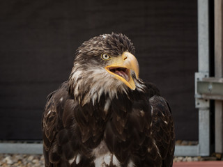 portrait of an eagle
