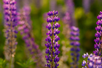 Obraz premium Field of Lupinus, commonly known as lupin or lupine