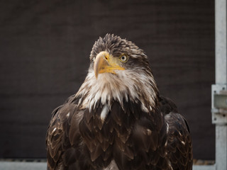 Obraz premium portrait of an eagle