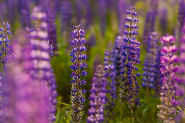 Obraz premium Field of Lupinus, commonly known as lupin or lupine