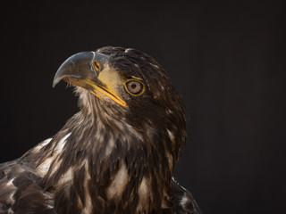 portrait of an eagle