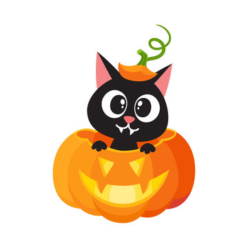 vector flat cartoon funny cute cat sitting at halloween scary pumpkin with gourd hat with stem on head smiling. Isolated illustration on a white background. Fancy animal concept