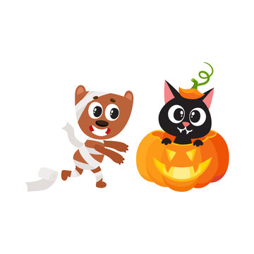 vector flat cartoon funny cute cat sitting at halloween pumpkin with gourd hat with stem on head mummy dog wrapped in toilet paper . Isolated illustration on a white background. Fancy animal concept