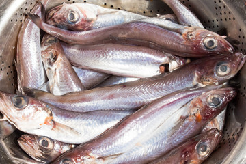 fresh fish sea background not baked